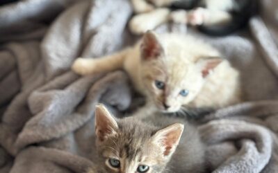 🐾 Tiny Paws, Big Lessons: The Ayurvedic Wisdom Hidden in a Summer Rescue